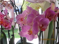 e23045d9-Marica auto 430.jpg